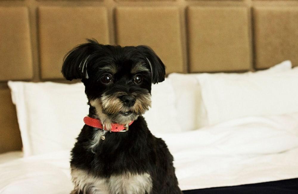 Soho 5*